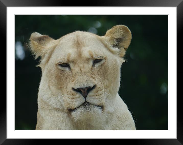 White Lioness Framed Mounted Print by sharon bennett