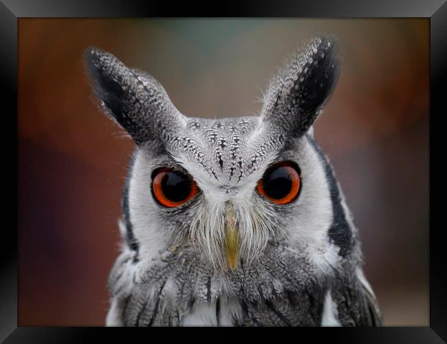 Look into my eyes Framed Print by sharon bennett