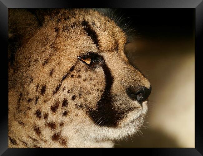 Cheetah Portrait Framed Print by sharon bennett