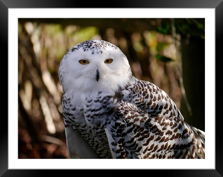 Snowy Owl Framed Mounted Print by sharon bennett