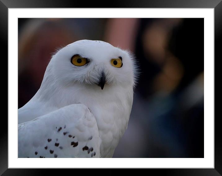 Owl Framed Mounted Print by sharon bennett