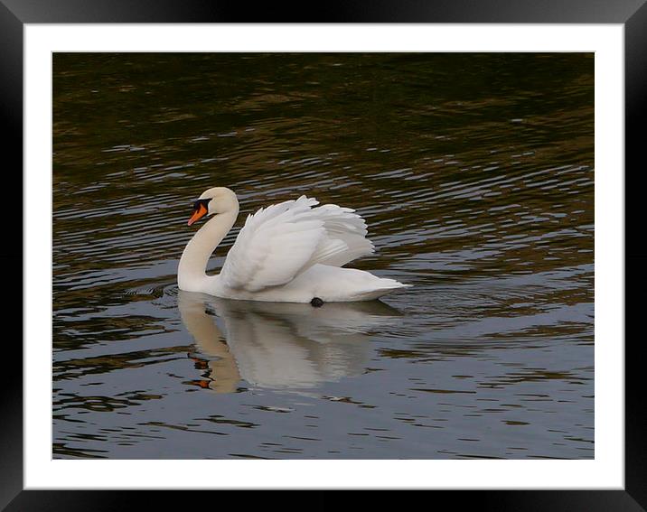 Swan Framed Mounted Print by sharon bennett