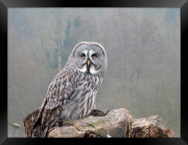 Great Grey Owl Framed Print by sharon bennett
