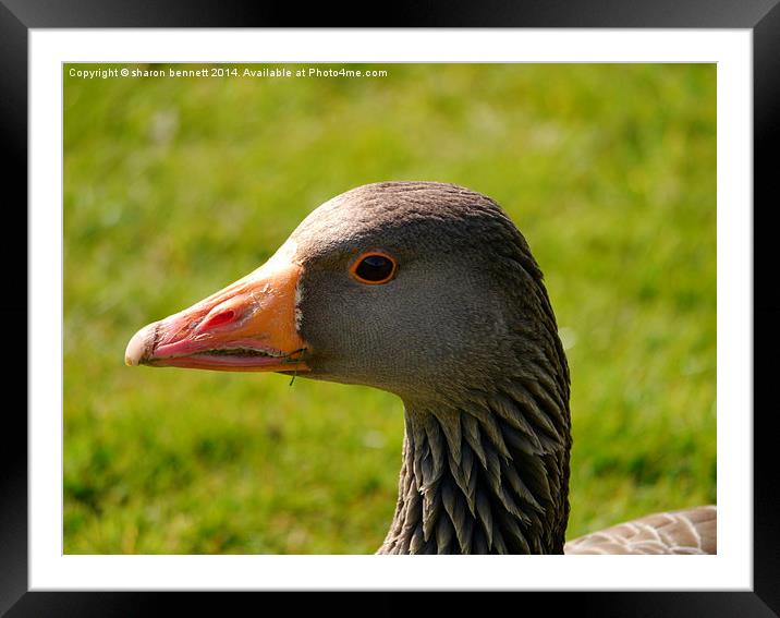 Goosey Gander Framed Mounted Print by sharon bennett