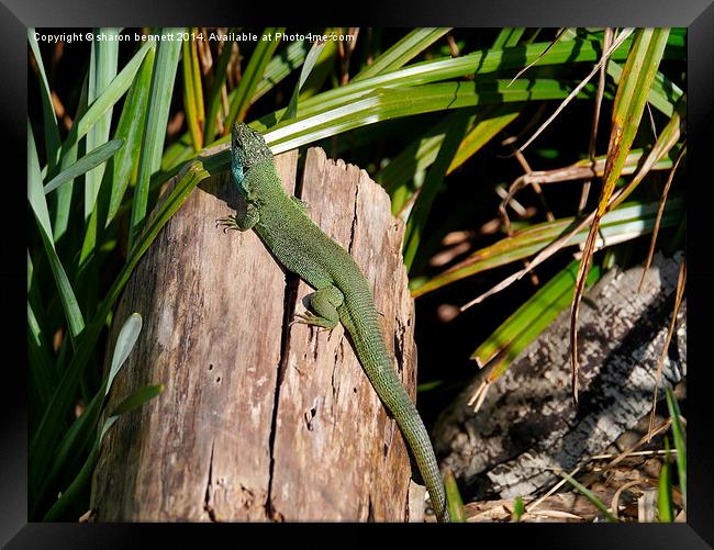 Green Lizard Framed Print by sharon bennett