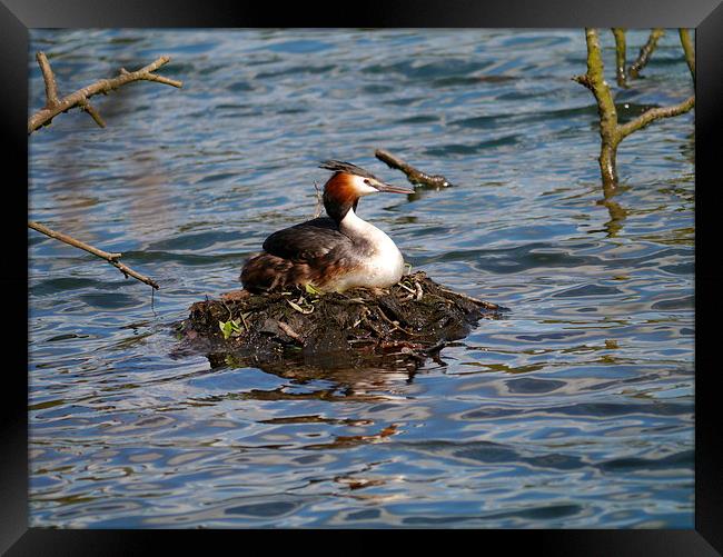 Expecting Mum Framed Print by sharon bennett