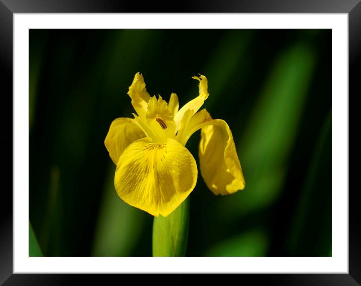 Yellow Iris Framed Mounted Print by sharon bennett