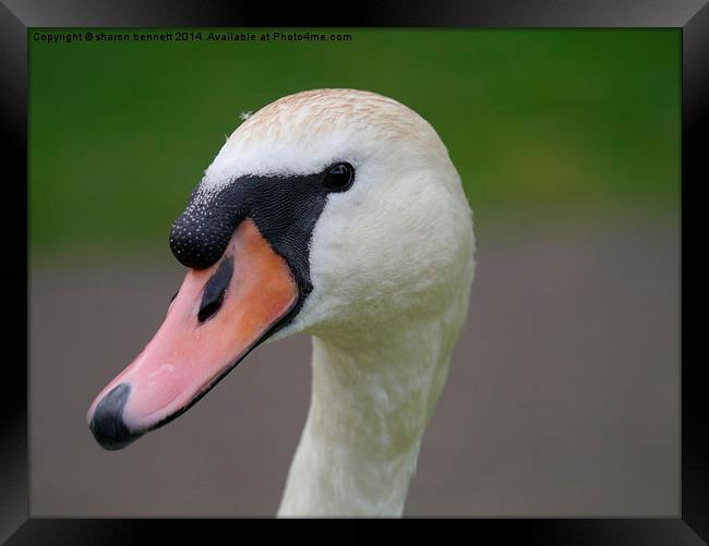  Portrait of a swan Framed Print by sharon bennett
