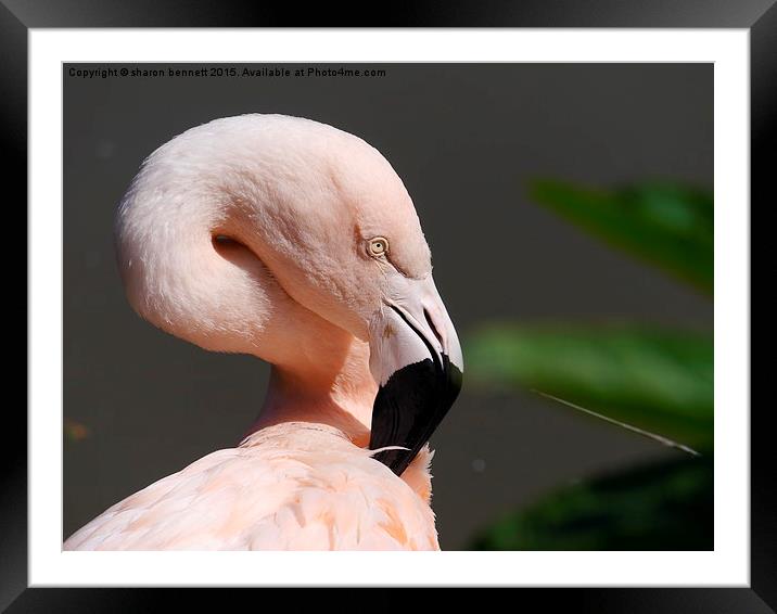  Flamingo In The Sun Framed Mounted Print by sharon bennett