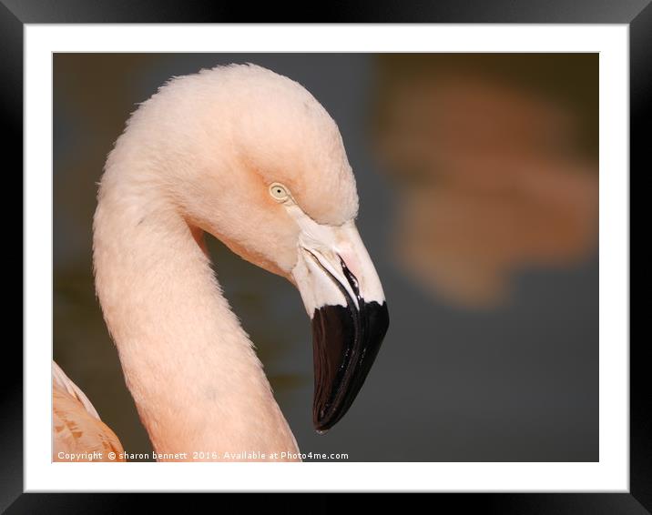 Pink Flamingo Framed Mounted Print by sharon bennett