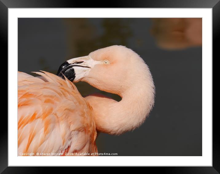 Cleaning My Feathers Framed Mounted Print by sharon bennett