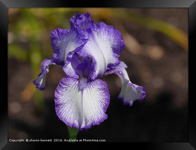 Flower Framed Print by sharon bennett