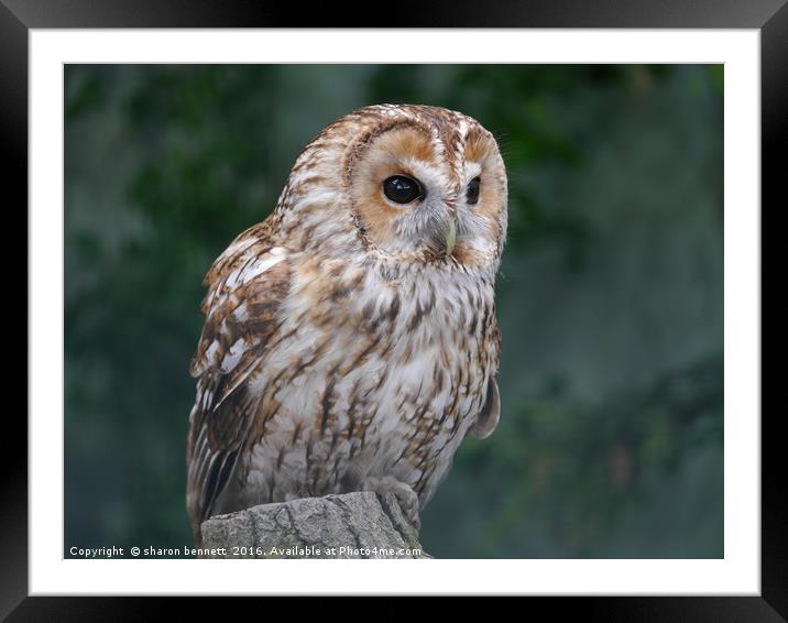Tawny Owl Framed Mounted Print by sharon bennett