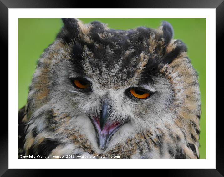 Eagle Owl Portrait Framed Mounted Print by sharon bennett