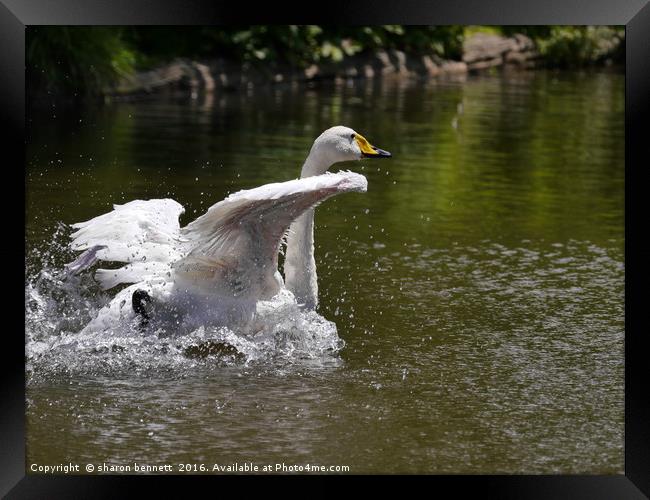 Splash Landing Framed Print by sharon bennett