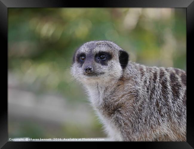 The Meerkat Framed Print by sharon bennett