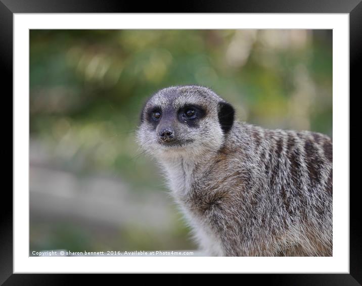 The Meerkat Framed Mounted Print by sharon bennett