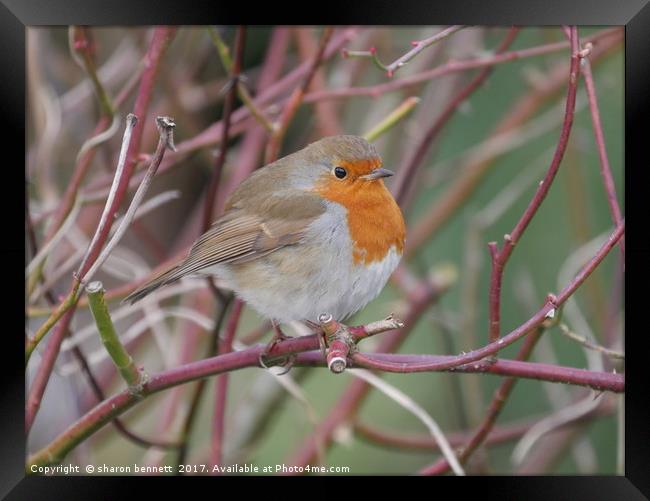 Robin Framed Print by sharon bennett