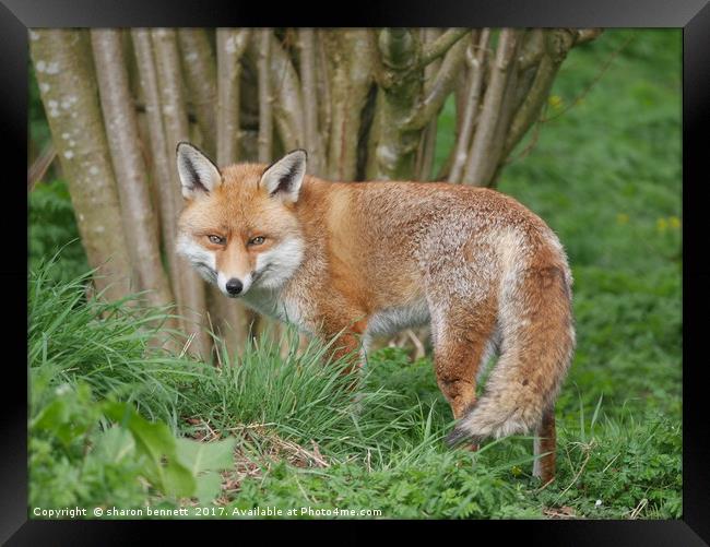 Red Fox Framed Print by sharon bennett