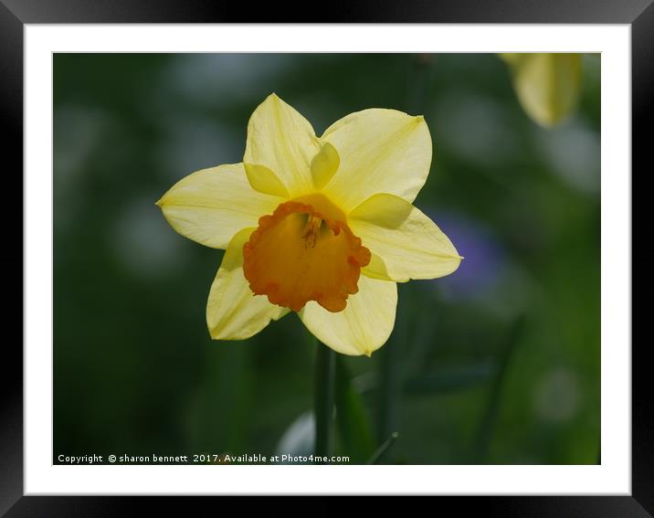 Spring Sunshine Framed Mounted Print by sharon bennett