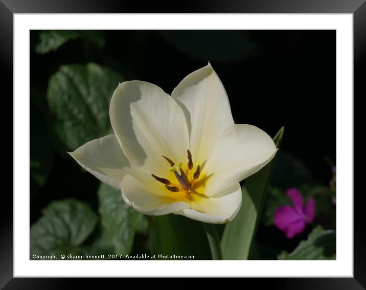 Tulip In Spring Framed Mounted Print by sharon bennett