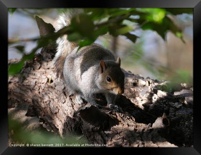 Woodland Life Framed Print by sharon bennett