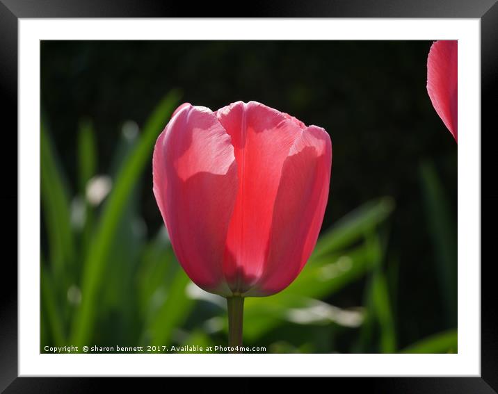 Tulip in the sun Framed Mounted Print by sharon bennett