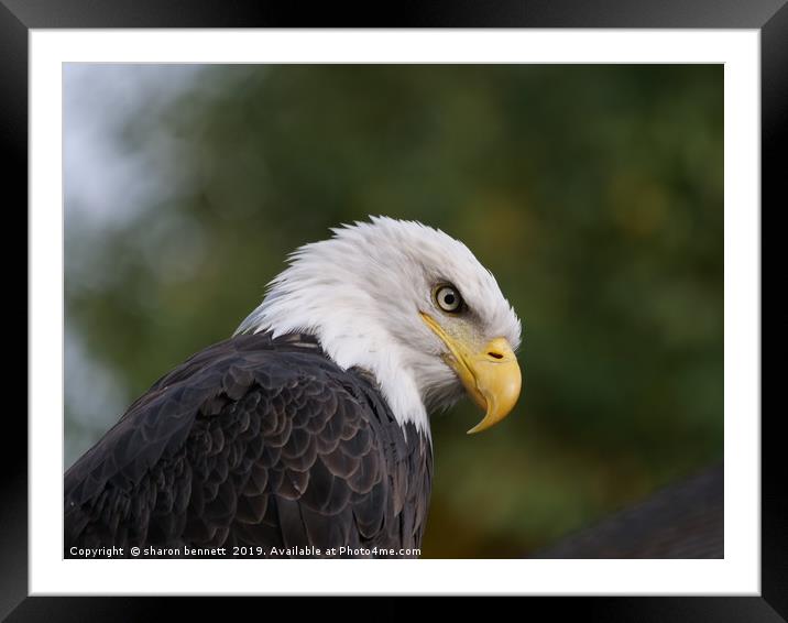 Eagle Framed Mounted Print by sharon bennett