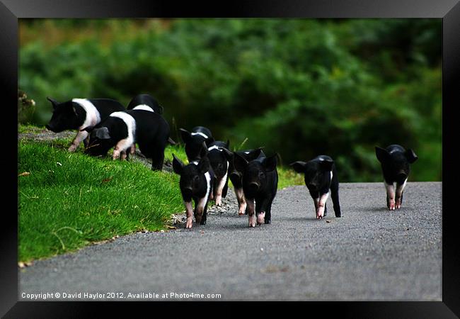 Little Pigs! Framed Print by David Haylor