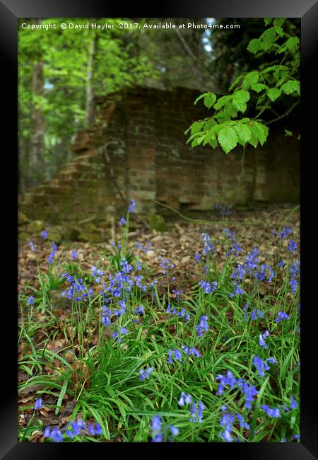 Bluebells on the edge of wood Framed Print by David Haylor