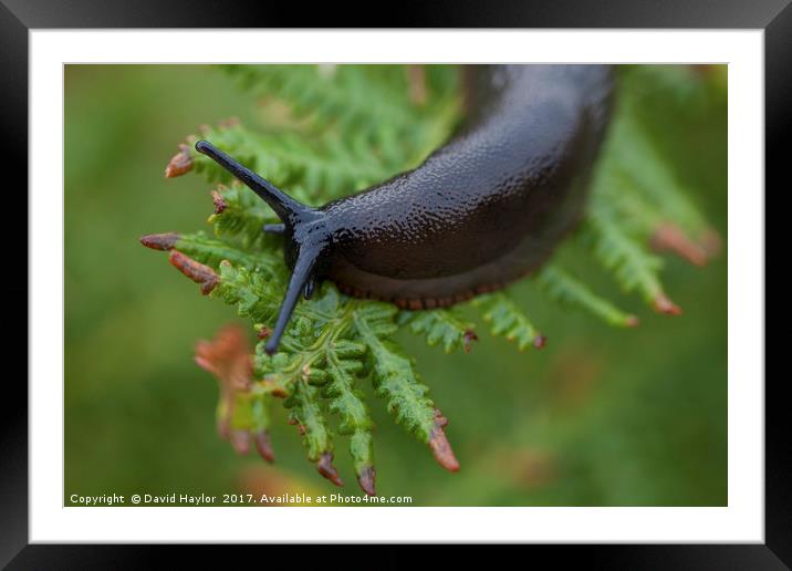 Slug on Bracken Framed Mounted Print by David Haylor