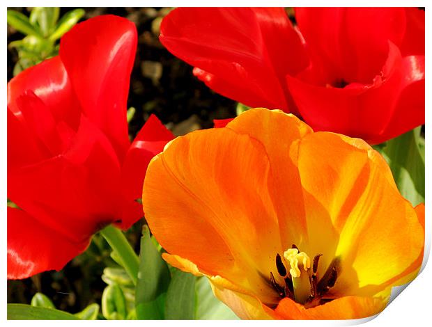Red and yellow tulips Print by Jonathan Pankhurst