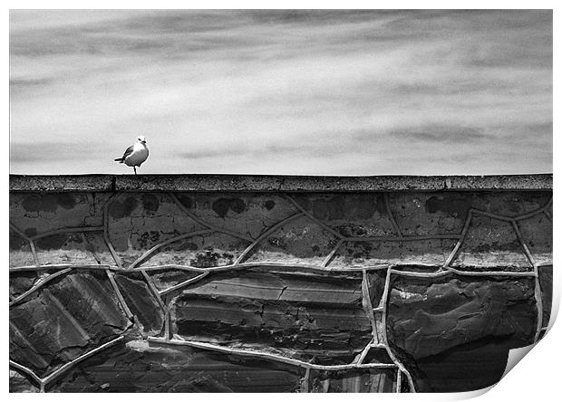 Seagull on Robben Island Print by Jonathan Pankhurst