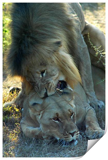 Lions mating Print by Jonathan Pankhurst