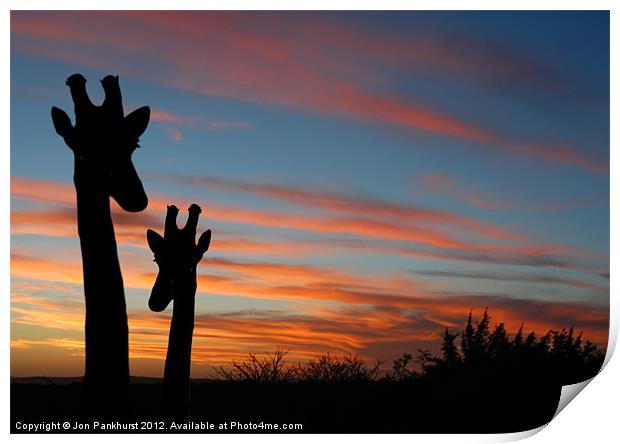 African Sunset with Mother Giraffe Print by Jonathan Pankhurst