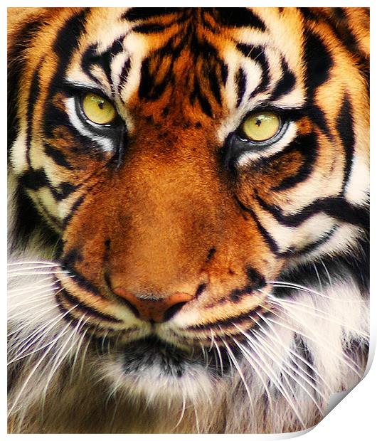 Tiger Print by John Dickson