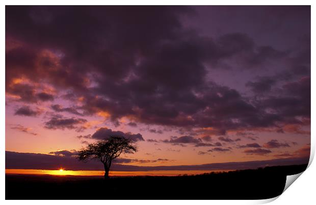 Lonely Tree At Sunset Print by John Dickson