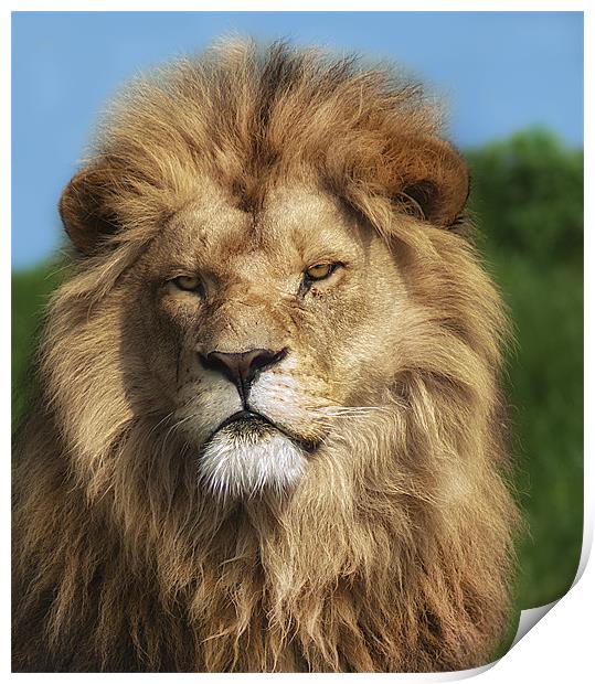 Lion Portrait Print by John Dickson