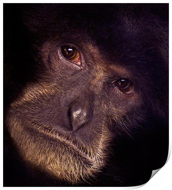 Chimpanzee Portrait Print by John Dickson