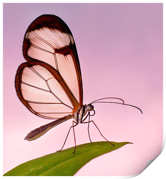 Glasswinged Butterfly Print by John Dickson