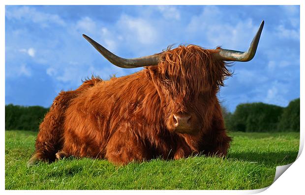 Highland Cow Print by John Dickson