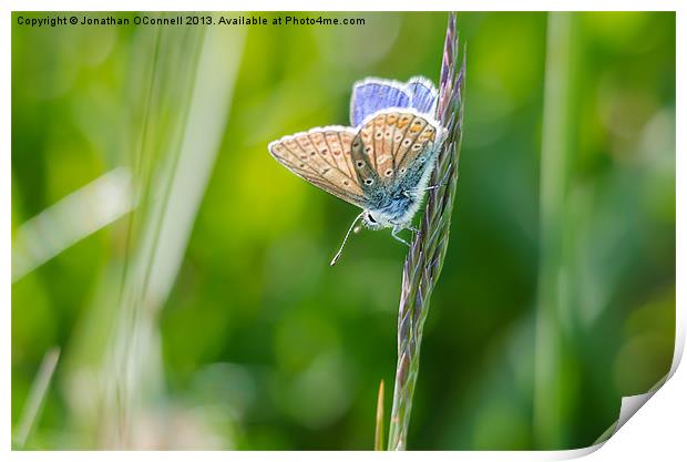 Common Blue Butterfly Print by Jonathan OConnell