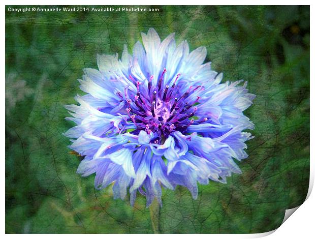 Wild Blue Cornflower Print by Annabelle Ward