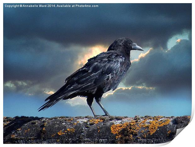Rook on the Roof. Print by Annabelle Ward