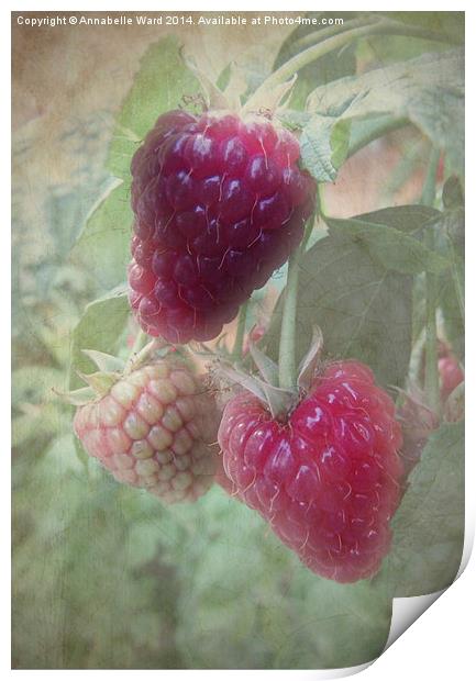 Raspberries Print by Annabelle Ward