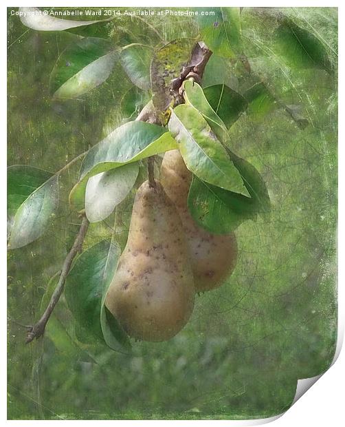 A Pair of Pears Print by Annabelle Ward