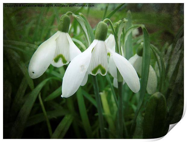 Snowdrops Print by Annabelle Ward