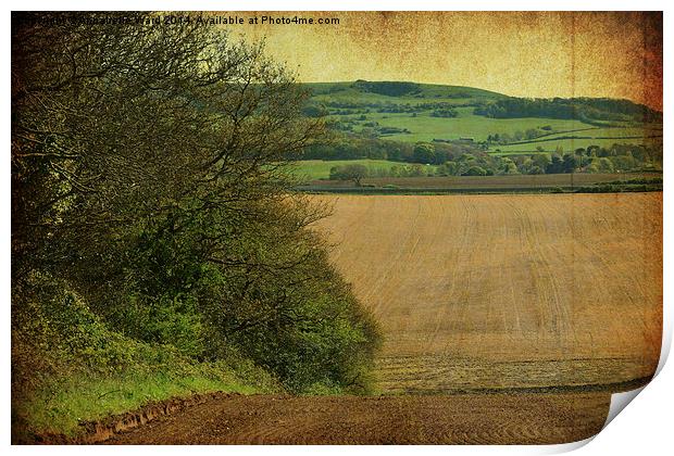 Farmland Hedgerow. Print by Annabelle Ward