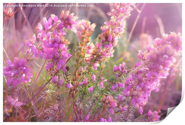  Pink Bell Heather. Print by Annabelle Ward