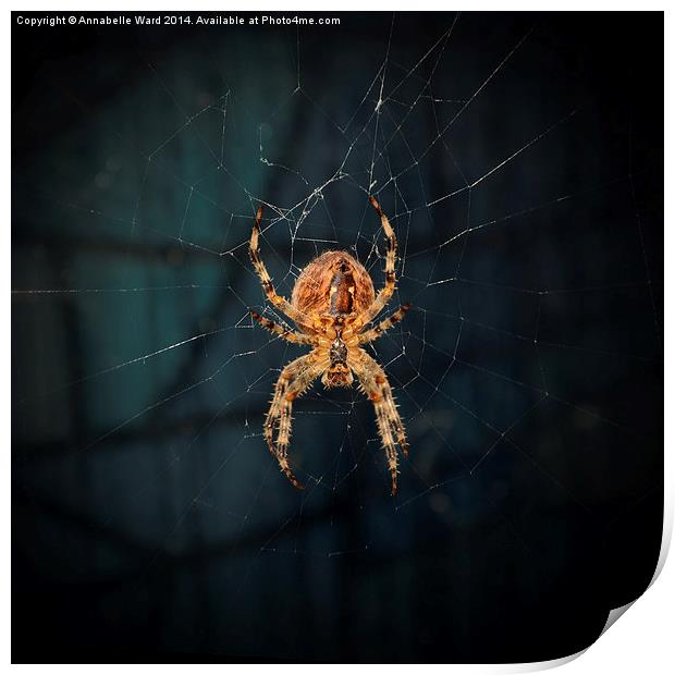 Spider on Web. Print by Annabelle Ward
